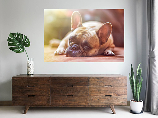 Bulldog samolepka na zeď, Bulldog plakát na zeď, Bulldog plakát dekorace na zeď, Bulldog plakát na stěnu, Bulldog plakát na zeď