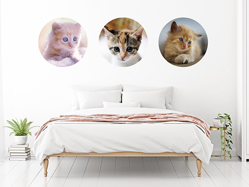 Kruhy s koťátky samolepky na zeď, Kruhy s koťaty nálepky na stěnu, Kruhy s koťátky dekorace na zdi, Kruhy s koťátky tapety na zdi